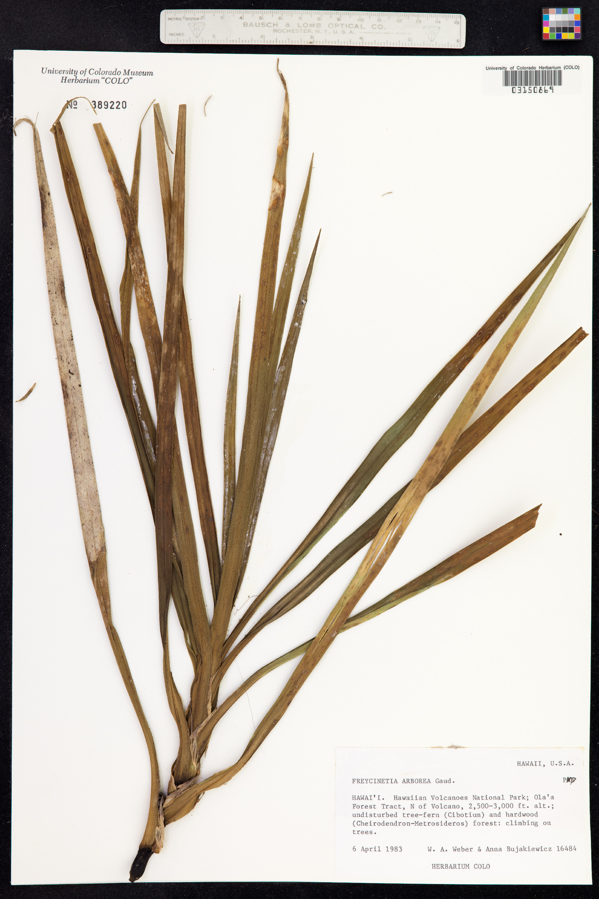 Freycinetia arborea image
