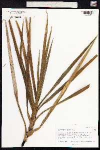 Image of Freycinetia arborea