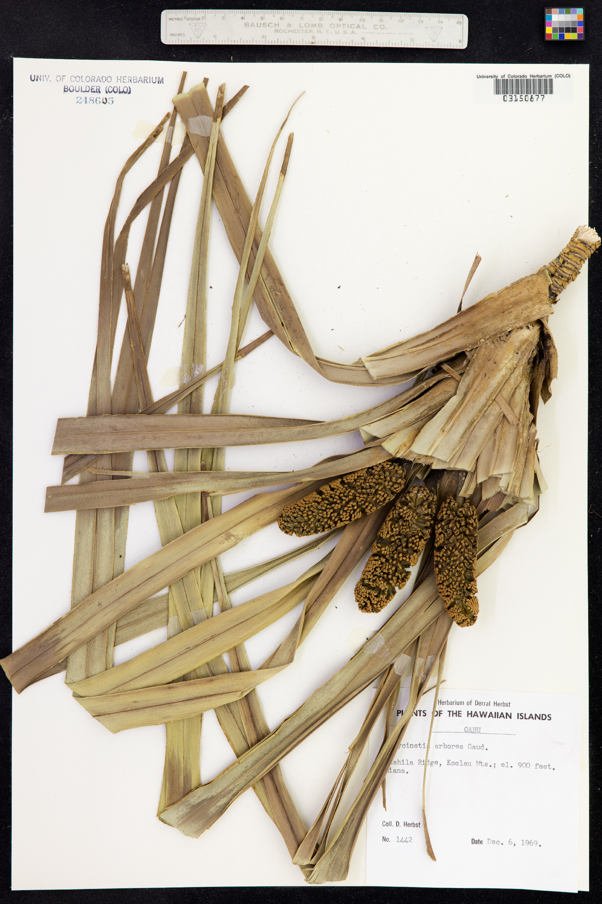 Freycinetia image