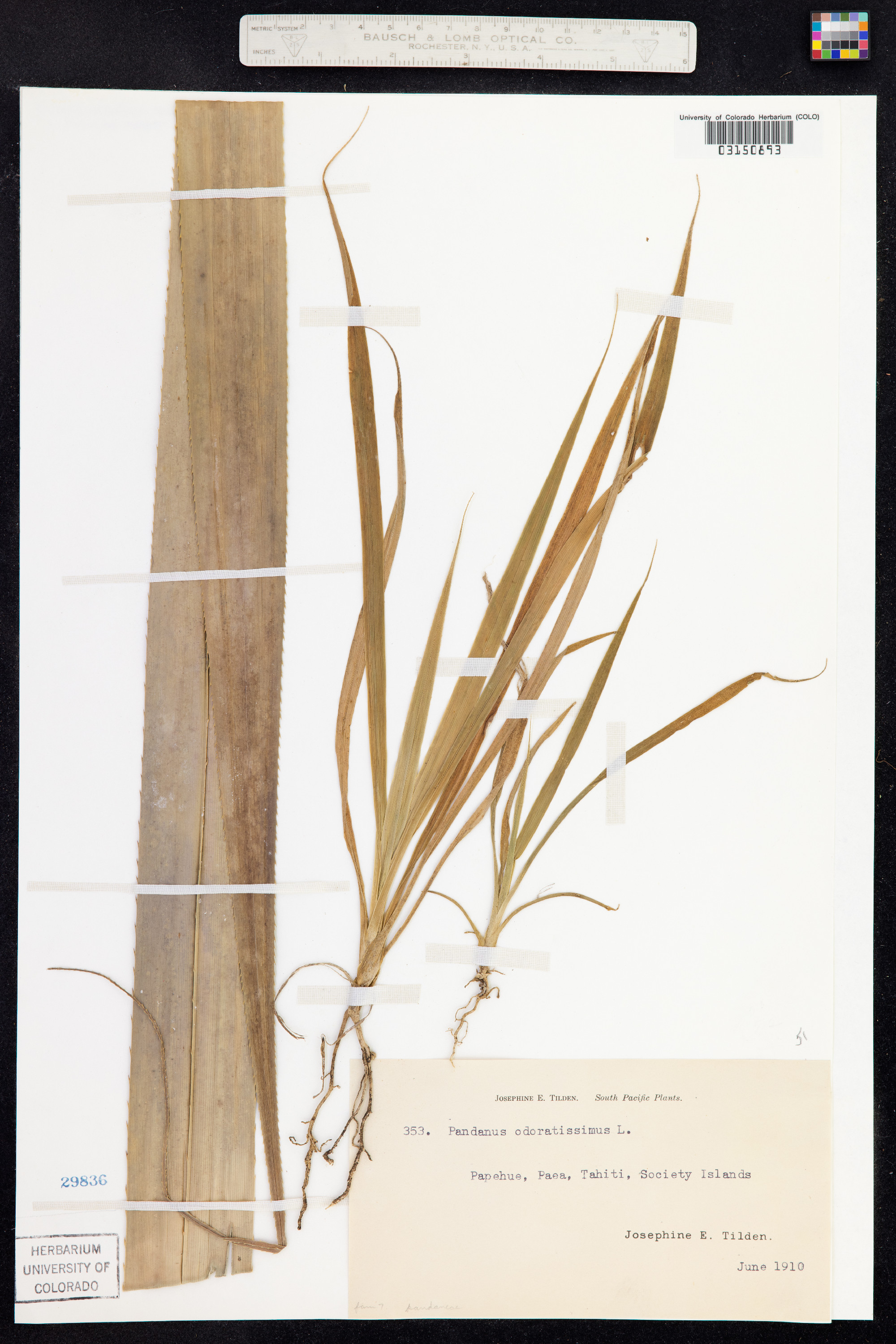 Pandanus tectorius image