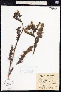 Argemone mexicana image