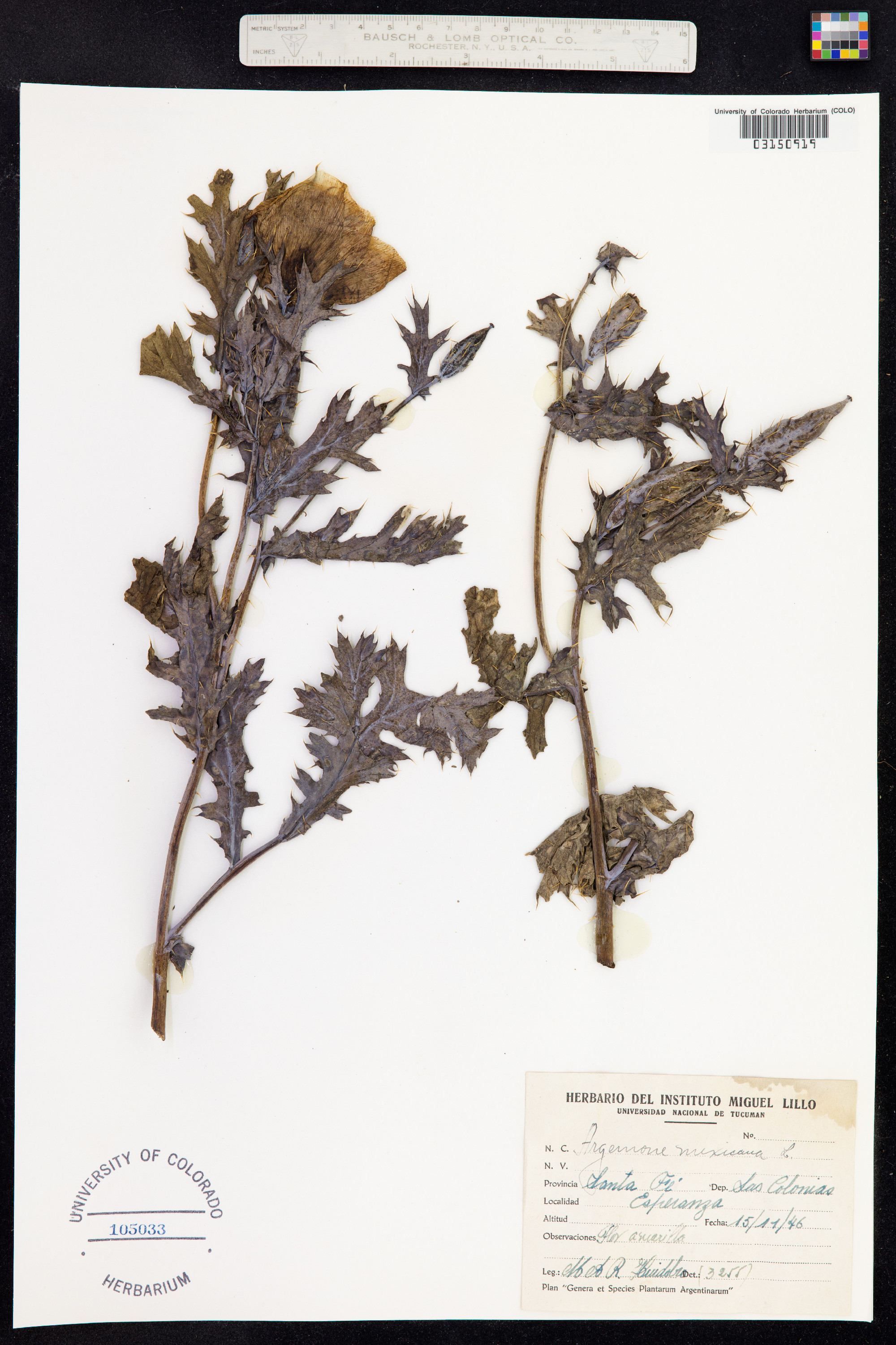 Argemone mexicana image