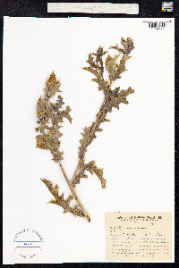 Argemone mexicana image