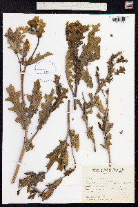 Argemone mexicana image