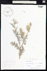 Argemone mexicana image