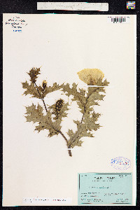 Argemone mexicana image