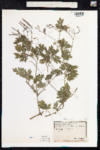 Chelidonium majus image