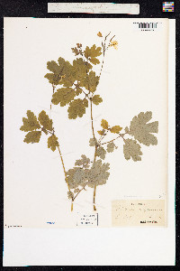 Chelidonium majus image