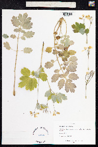 Chelidonium majus image