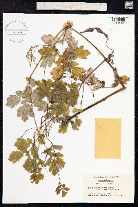 Chelidonium majus image