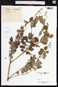 Chelidonium majus image