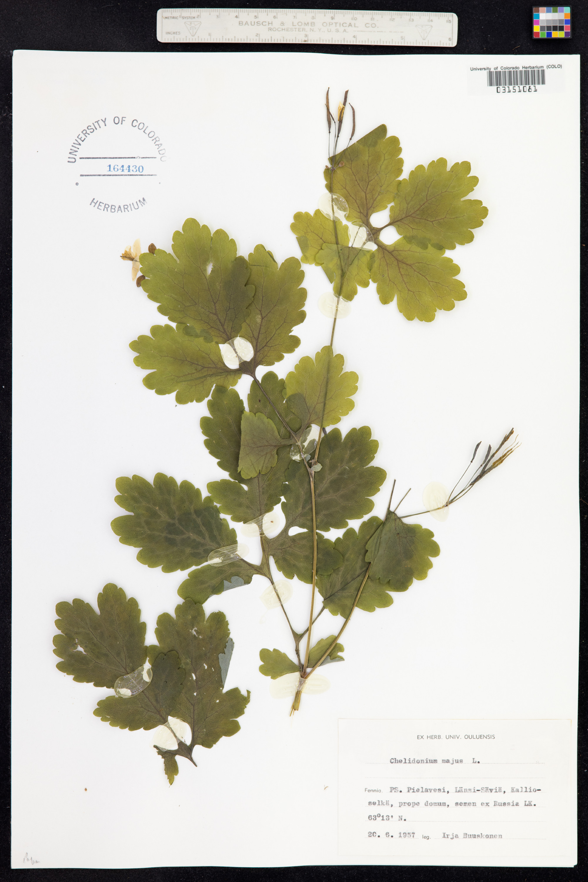 Chelidonium majus image