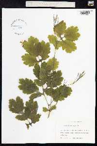 Chelidonium majus image