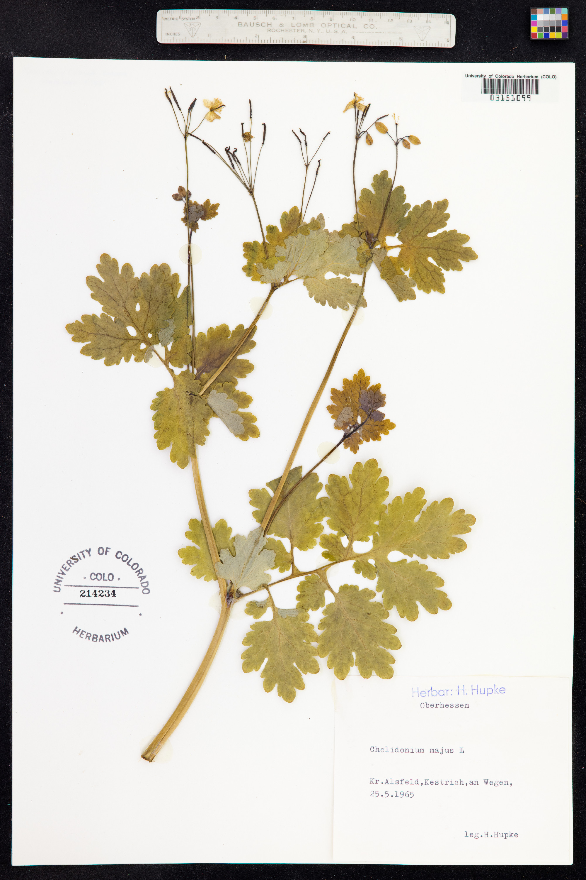 Chelidonium majus image