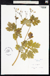 Chelidonium majus image