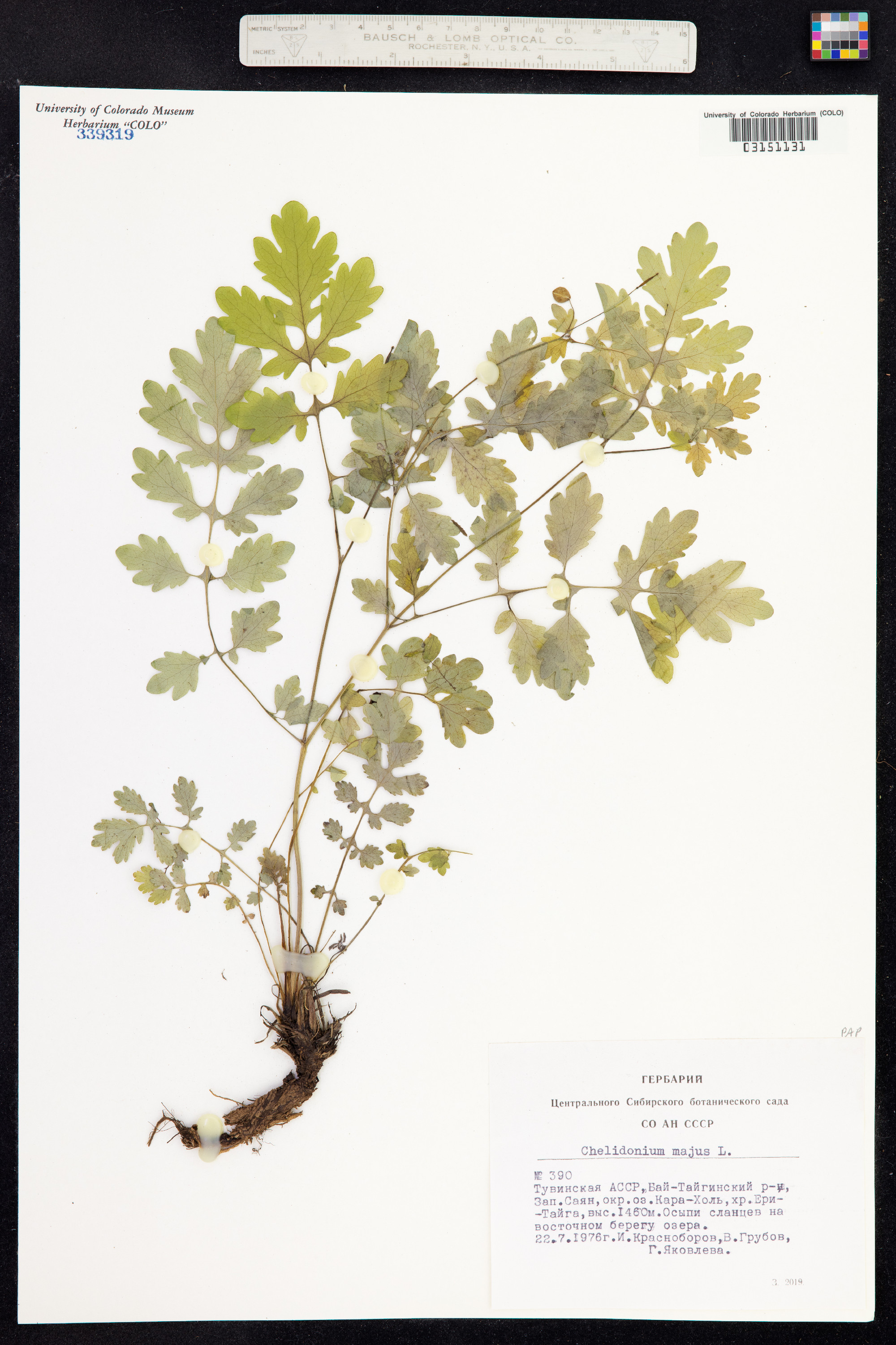 Chelidonium image