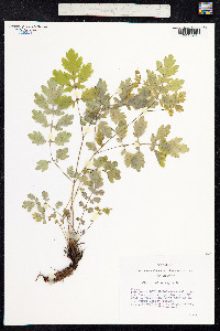 Chelidonium majus image