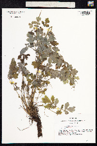 Chelidonium majus image