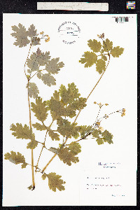 Chelidonium majus image