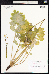 Chelidonium majus image