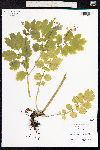 Chelidonium majus image