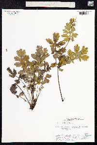 Chelidonium majus image
