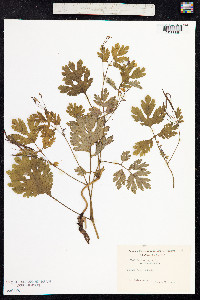 Chelidonium majus image
