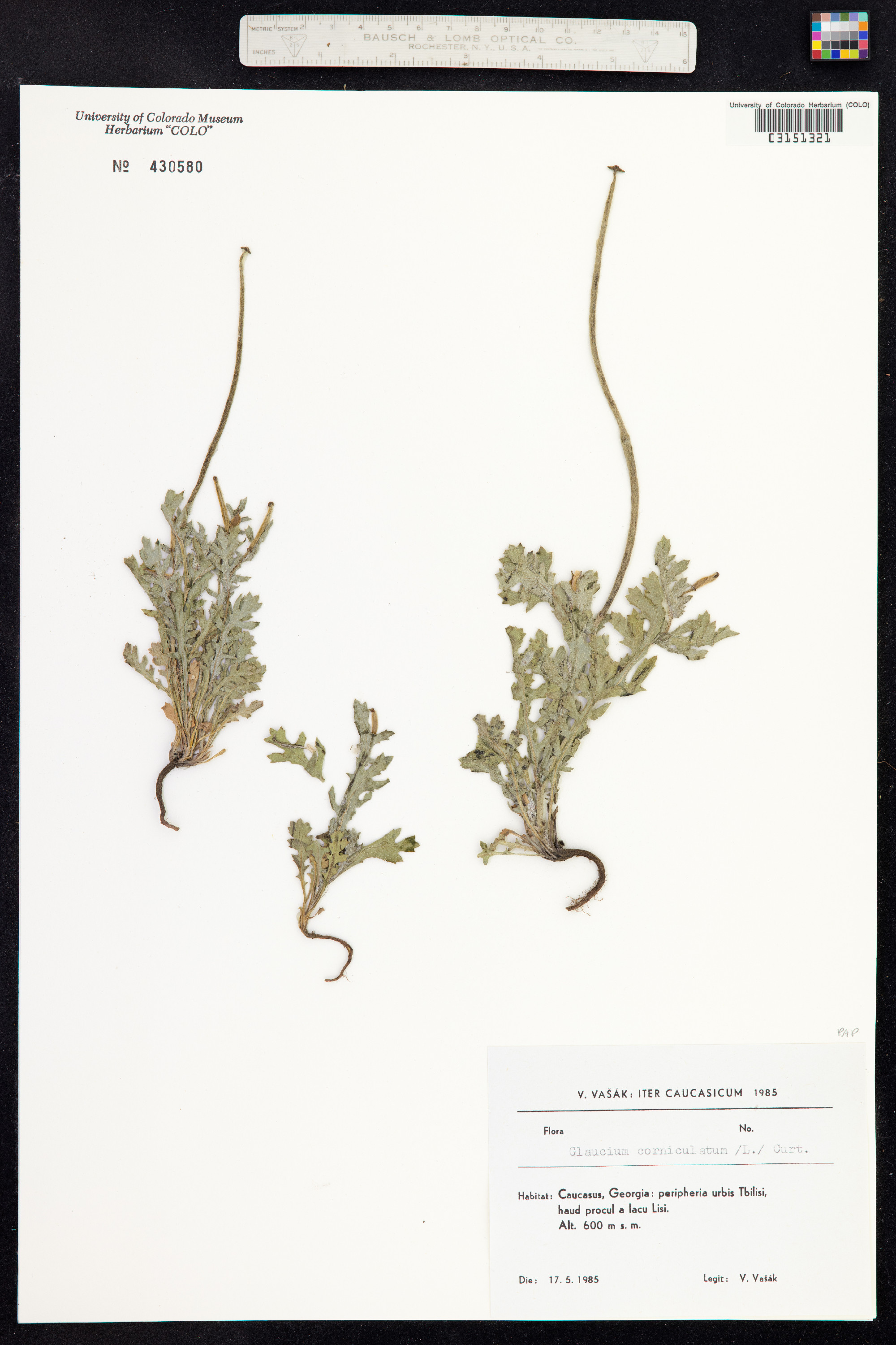 Glaucium corniculatum image