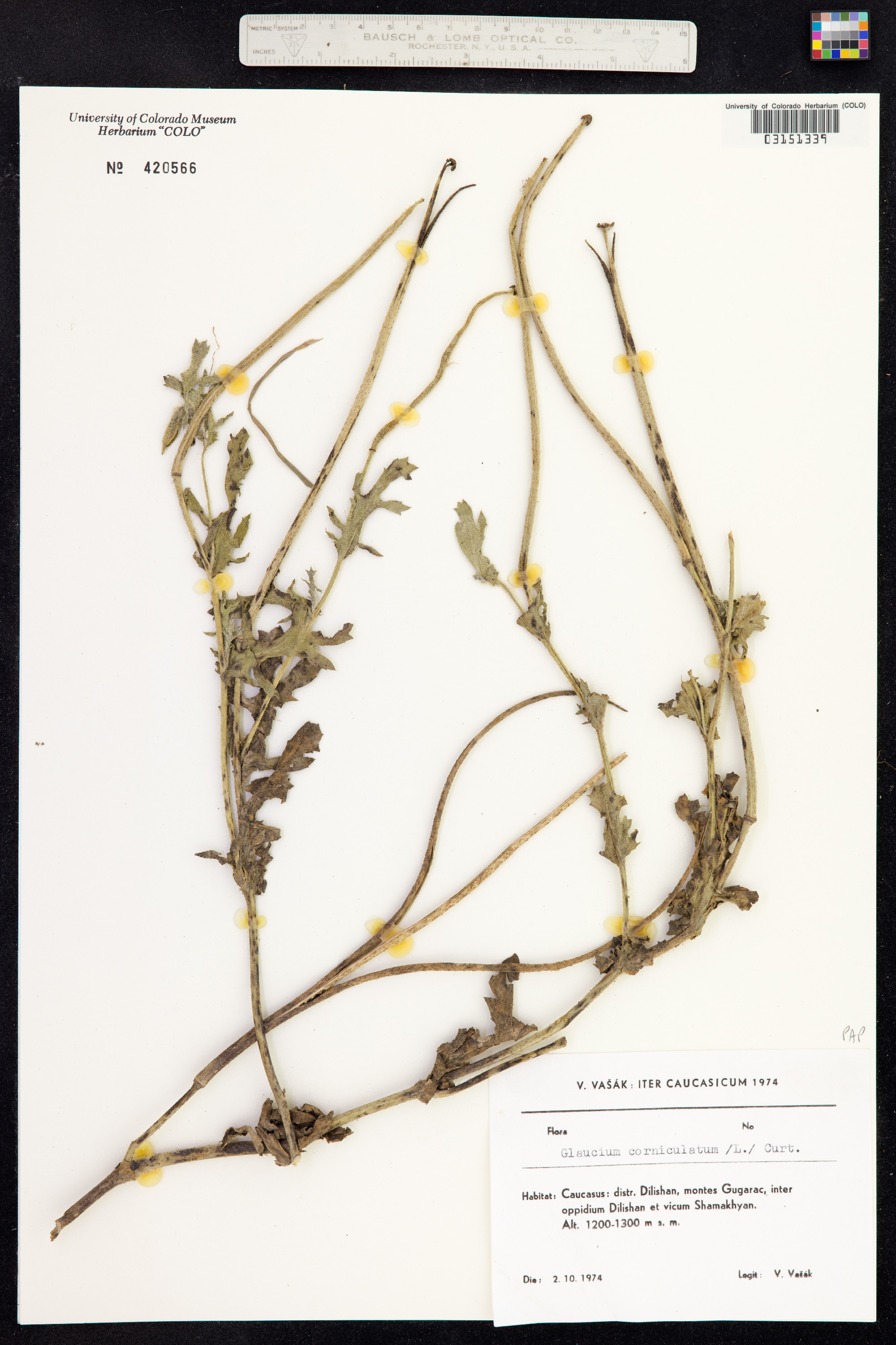 Glaucium corniculatum image