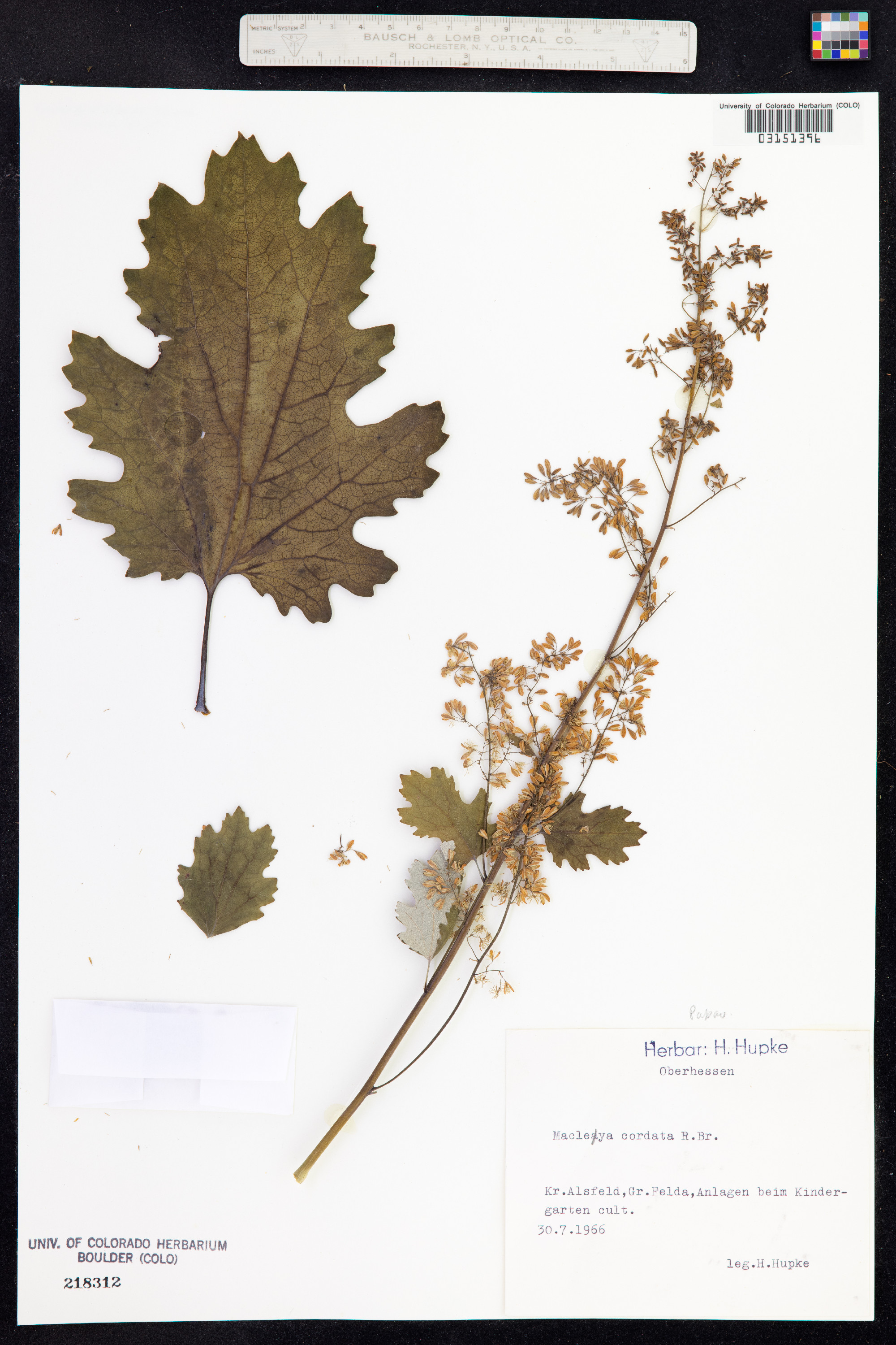 Macleaya image