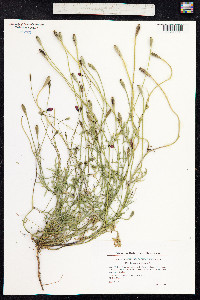 Papaver argemone image