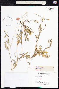 Papaver argemone image