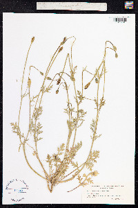 Papaver argemone image