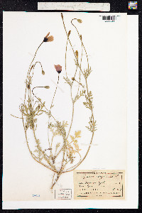 Papaver argemone image