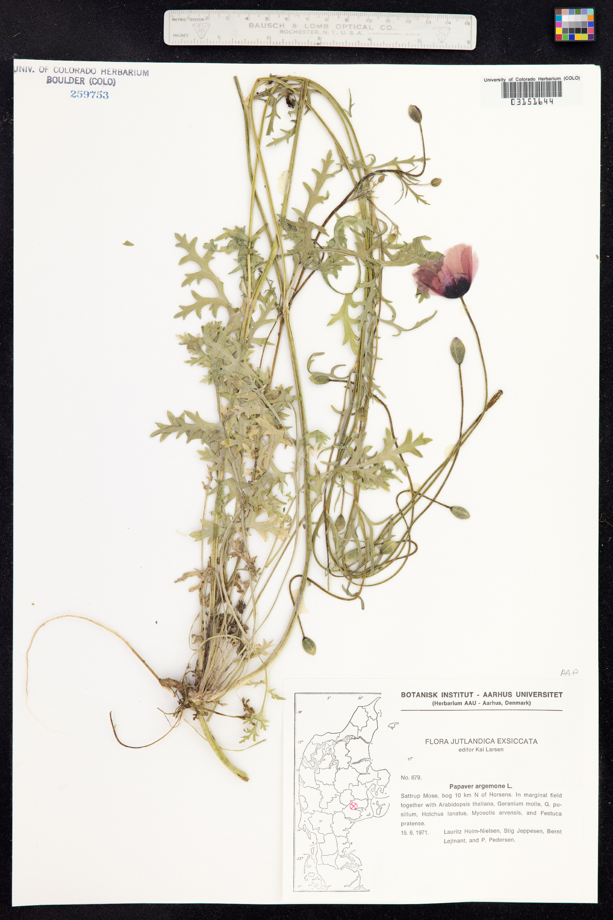 Papaver argemone image