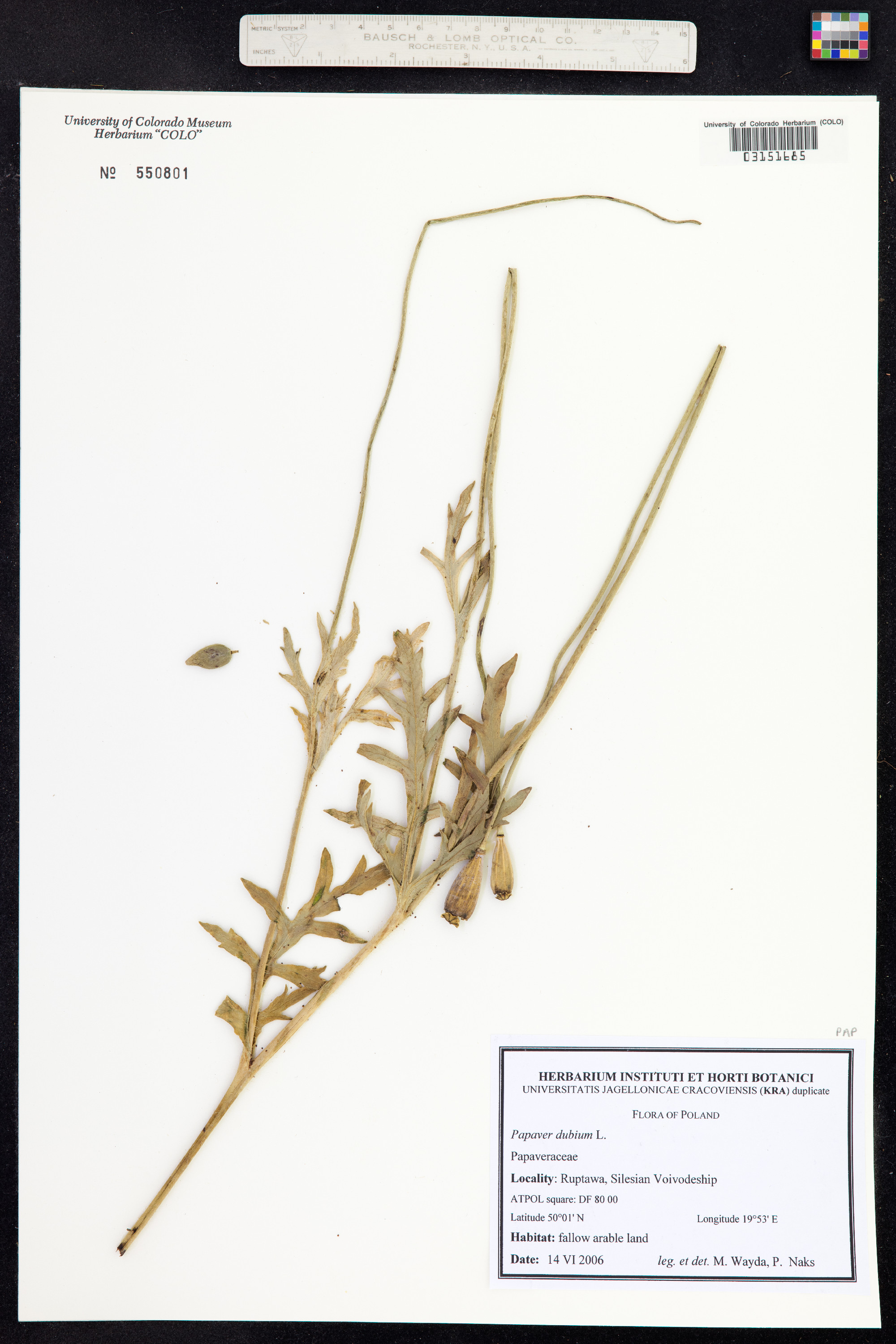 Papaver dubium image