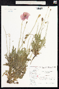 Papaver dubium image