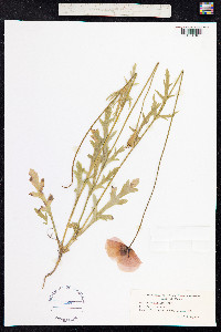 Papaver dubium image