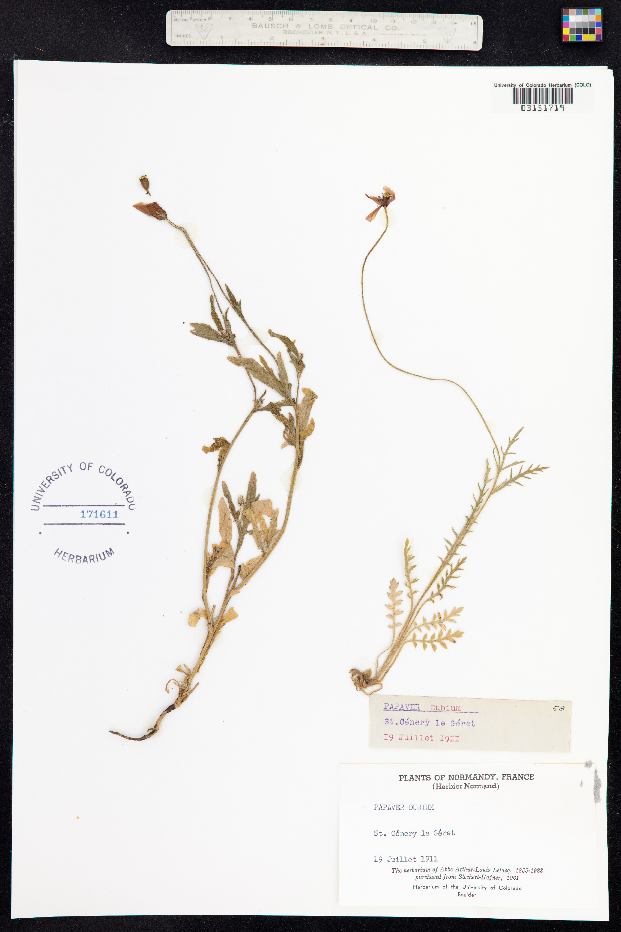Papaver dubium image
