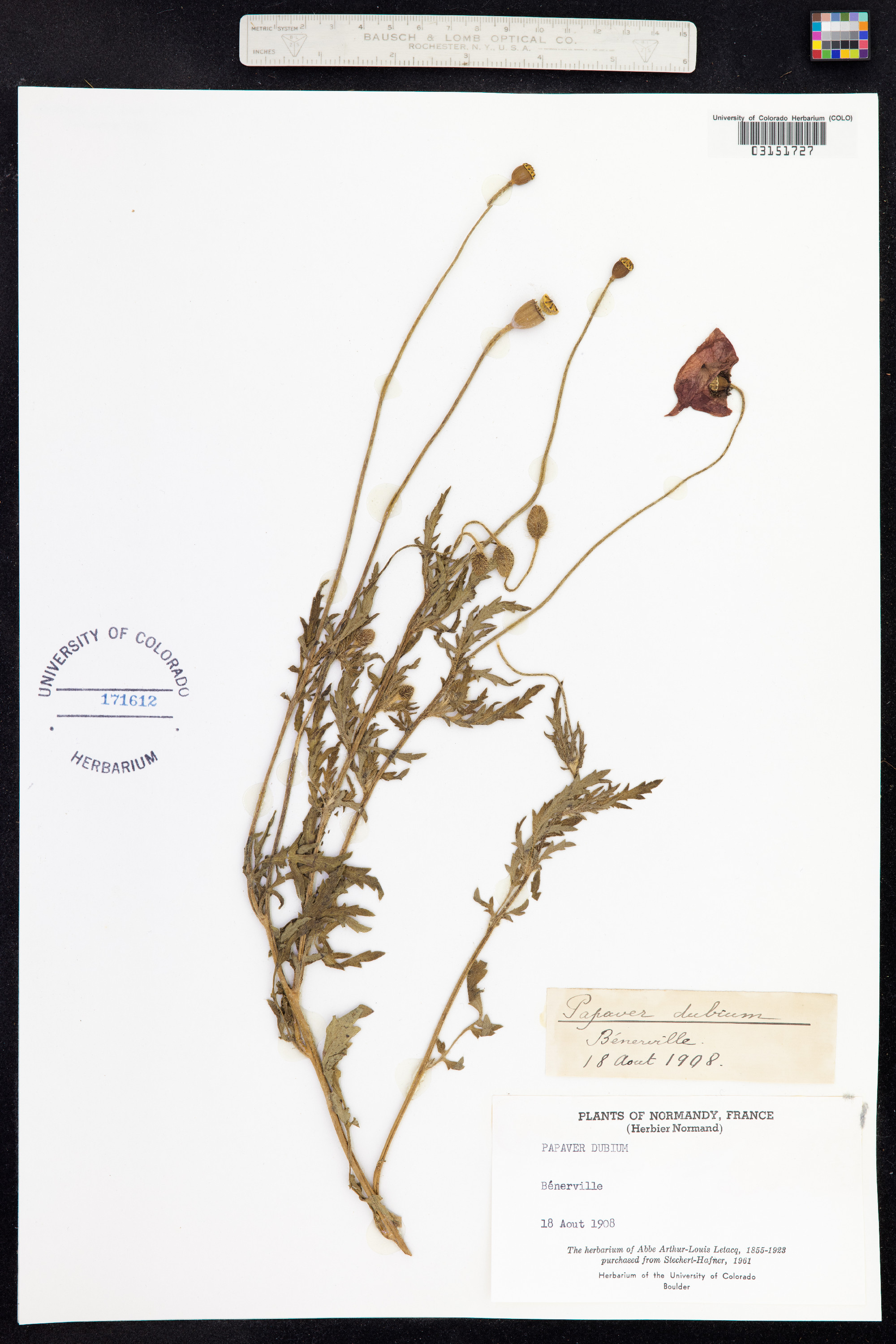 Papaver dubium image