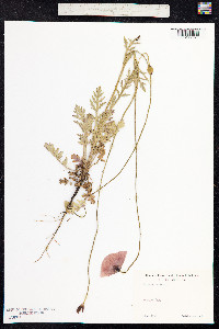 Papaver dubium image