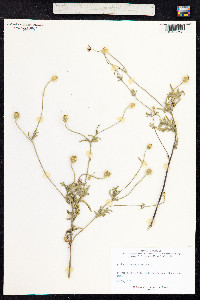 Image of Papaver hybridum