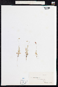 Papaver hybridum image
