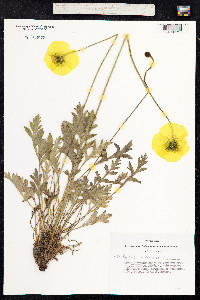 Papaver nudicaule image