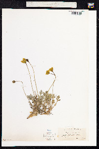 Papaver nudicaule image