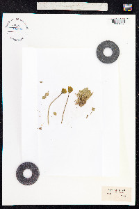 Papaver nudicaule image