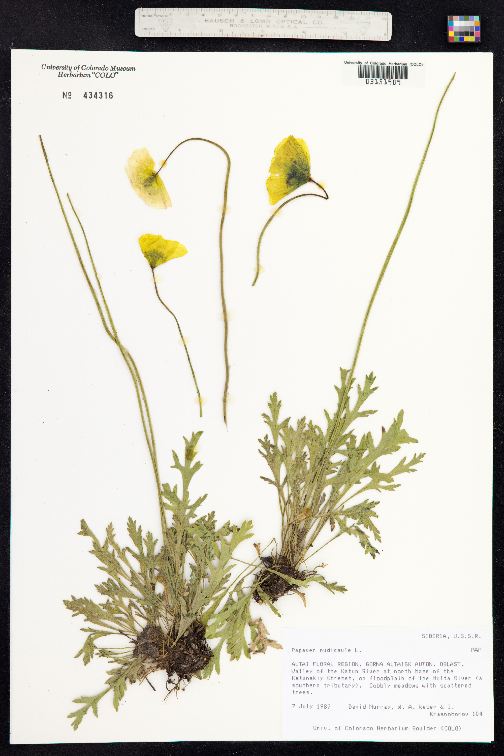 Papaver nudicaule image
