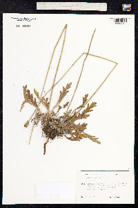 Papaver nudicaule image