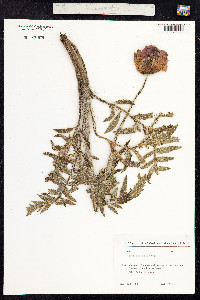 Papaver orientale image