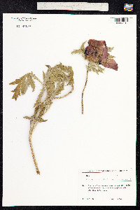 Papaver orientale image